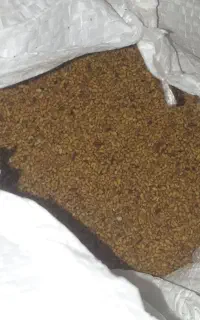 بذر یونجه مارانی همدان