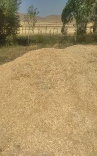 کاه گندم دیمی