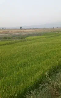 بذر چلتوک