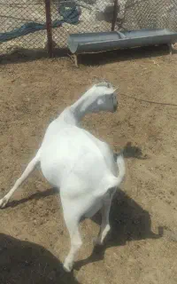 بز سومال