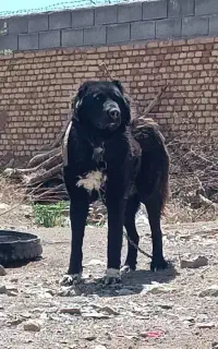 به متن توجه کن
