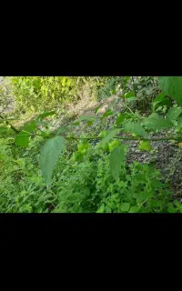 فروش فلفل ستاره ای