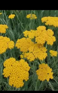 خرید و فروش گیاهان دارویی