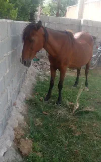 مادیون ترکی قدیمی