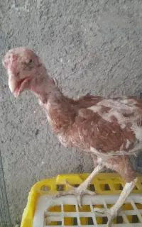 مرغ‌جوجه‌لاری