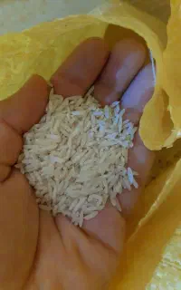 برنج ایرانی شمال (شیرودی)