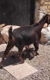 بز  چاق و چله