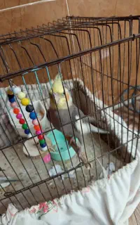 عروس هلندی