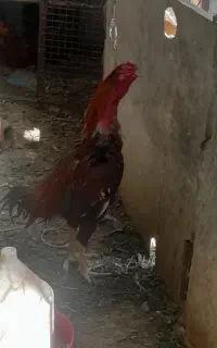 خروس دشتیاری اصل