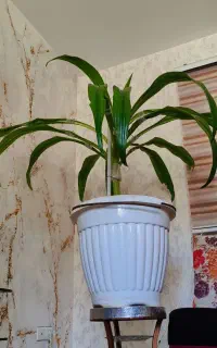 فروش گل‌های خواس آپارتمانی