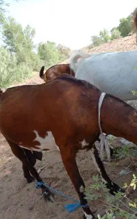 یک راس بز گوشی چاق چاق