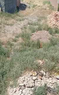 زمین
