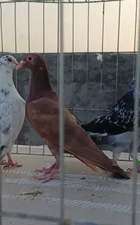 کفتر واسه حمال