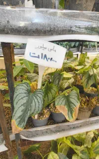 گل و گیاه با کاغذ باطله