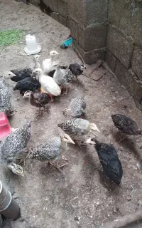 بوقلمون محلی
