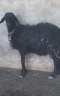 فروش بره قوچی قره قزل