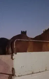 ۴ عددحیوان درجه ۱ به فروش می رسد