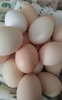 تخم مرغ محلی دونه ای ۲۰