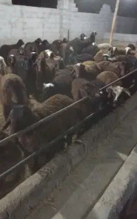 بره