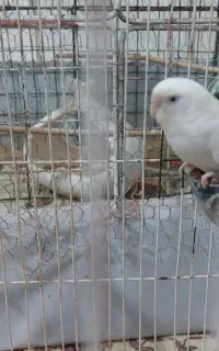 مرغ عشق  ...قناری