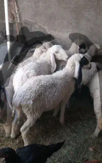 میش و کاور زابلی