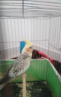 عروس هلندی نر