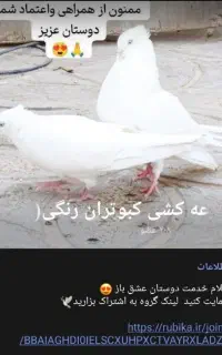 قرعه کشی کبوتران رنگی بم