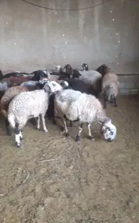 میش و بره داشتی