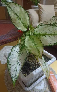 گل آپارتمانی