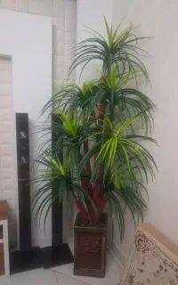 درخچه باگلدان