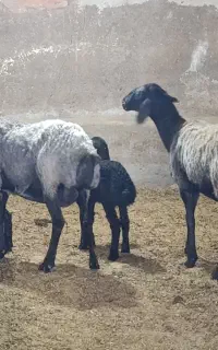 شیشک و میش جوان شال