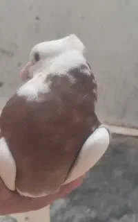 کبوتر