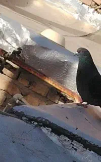 کبوتر گم شده ماده زاغ