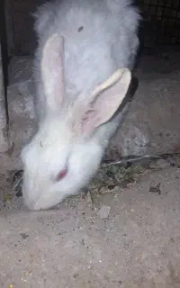 پنج عدد خرگوش خوشکل بفروش میرسد