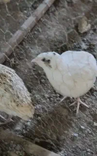 سلام ۲ عدد بلدرچین تخم گذار
