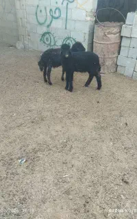 2 راس بره نر و ماده افشاری