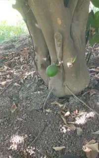 باغبانی باغ و باغچه