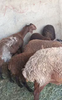 میش برای نگهداشتن