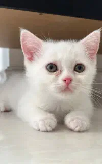 گربه .اسکاتیش . پسر