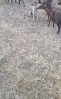 توله سگ