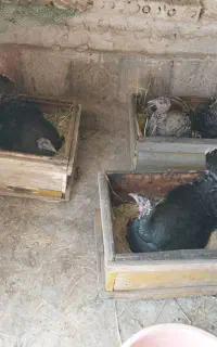 فروش بوقلمون محلی کرک وتخم گذار بوانات باغصفا