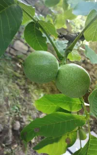 فروش خانه باغ ویلایی