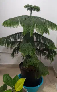 کاج مطبق
