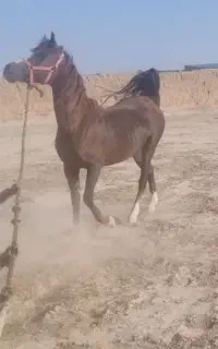 مادیون عرب فقط ۶۰ملیون