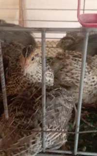 جوجه بلدرچین ۲۵ روزه