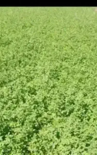 یونجه،چین دوم،سرپل ذهاب(کرمانشاه)