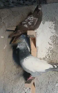 کفتر بهبهونی