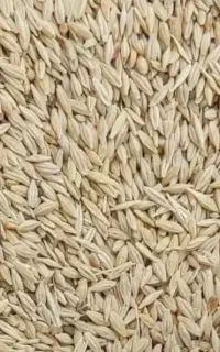جو آبی شهبد