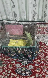 جفت مولد ملنگو