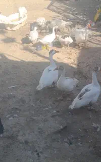20عددغاز محلی نروماده وجوجه